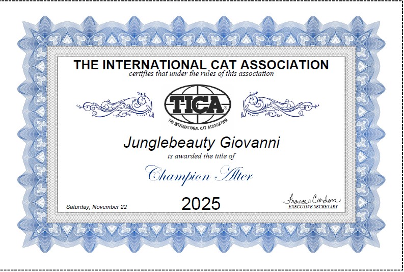  TICA Award 2025: Brown Rosetted Bengal Cat Junglebeauty Giovanni won 4 finals and has earned TICA Champion Alter Title
